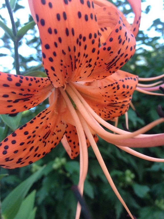 Tiger lilly